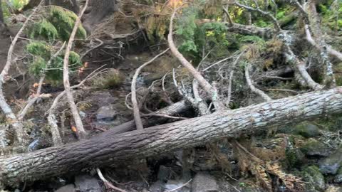 Oregon - Mount Hood - Downed Logs Creek Crossing