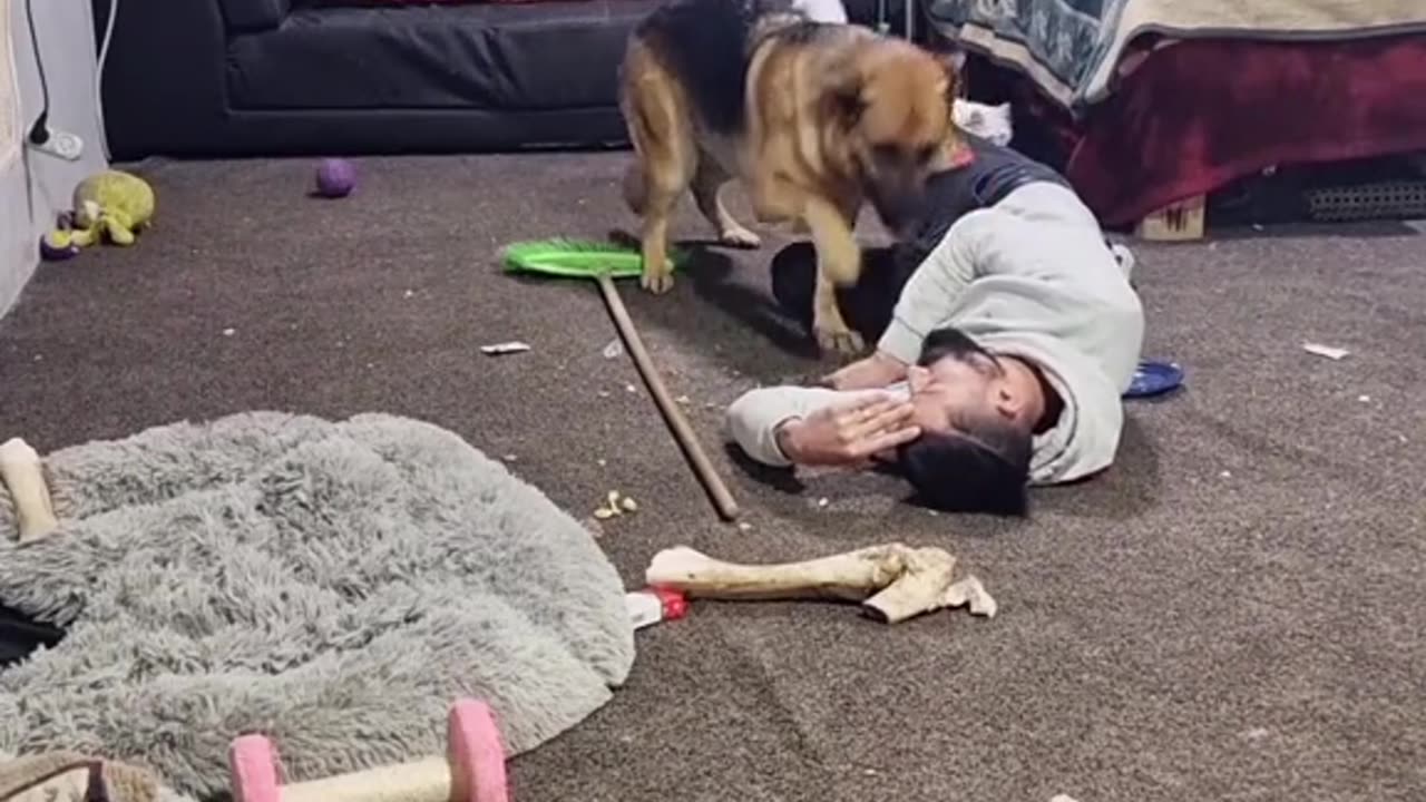 Dog protect his master life