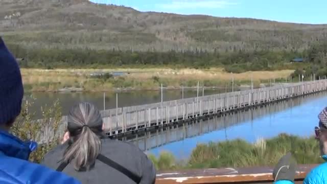 Brown Bear viewing at Brooks Falls Alaska USA (Part 3)