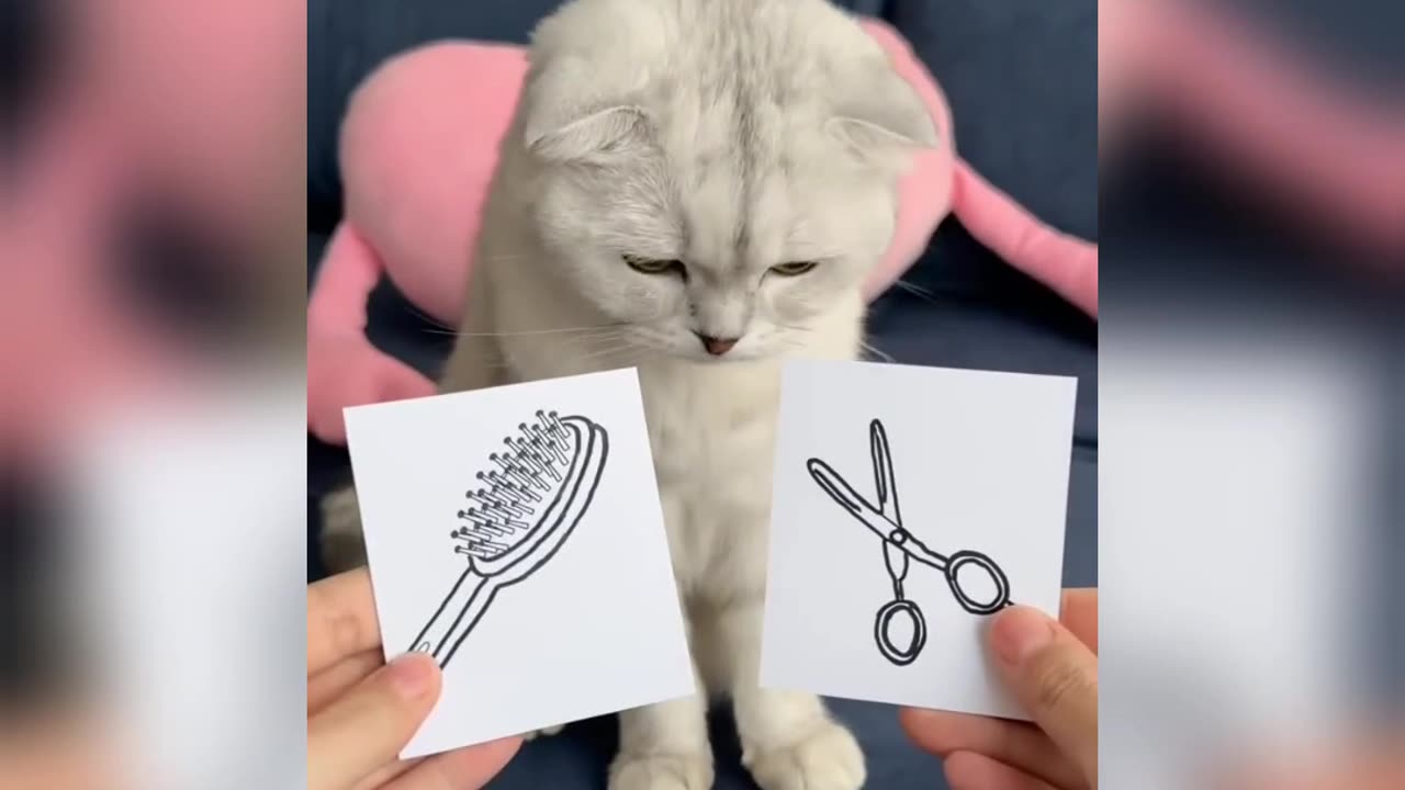 Funny video with cats