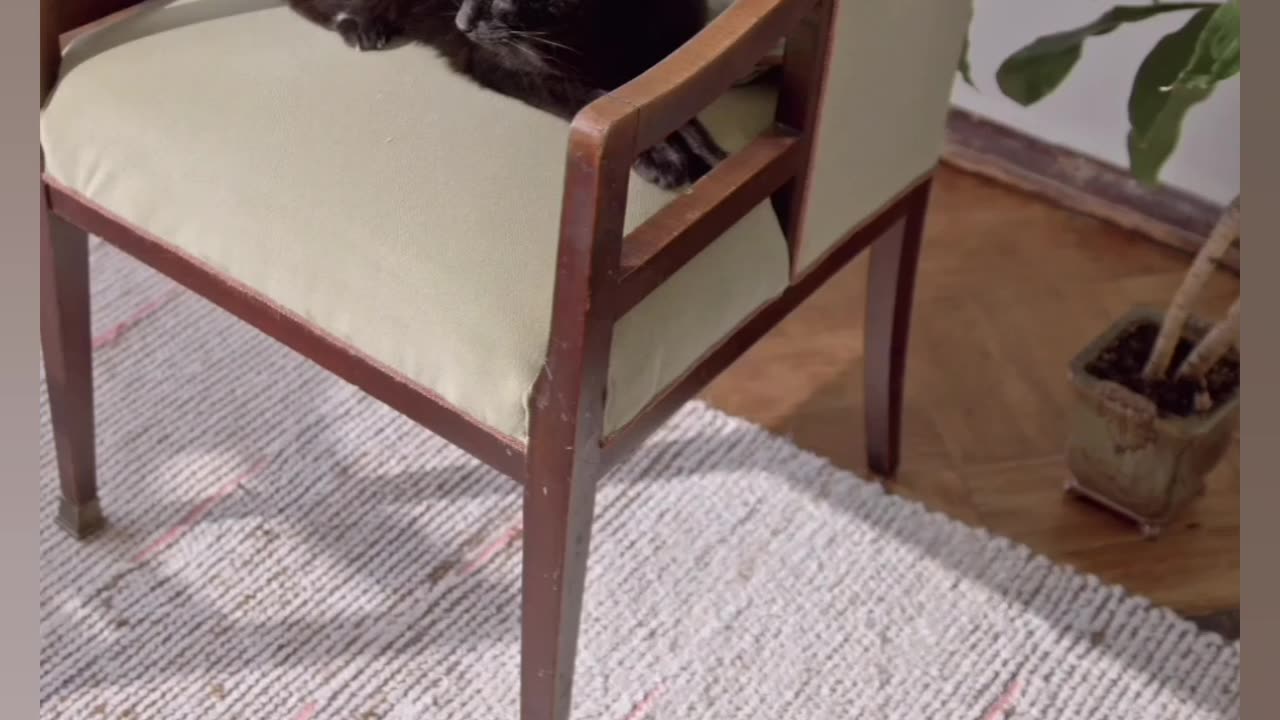 Funny video