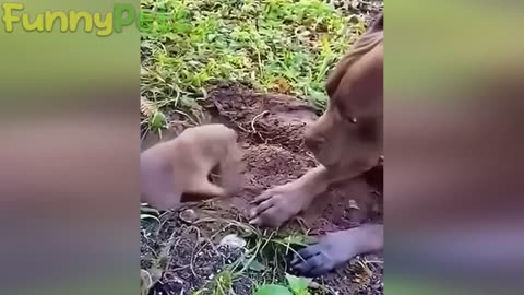 Cute dog video