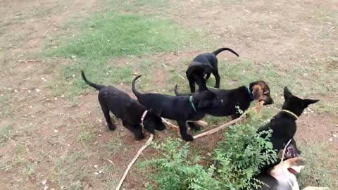 cute 10 dog puppies #dog short video- cute puppy shorts- #short