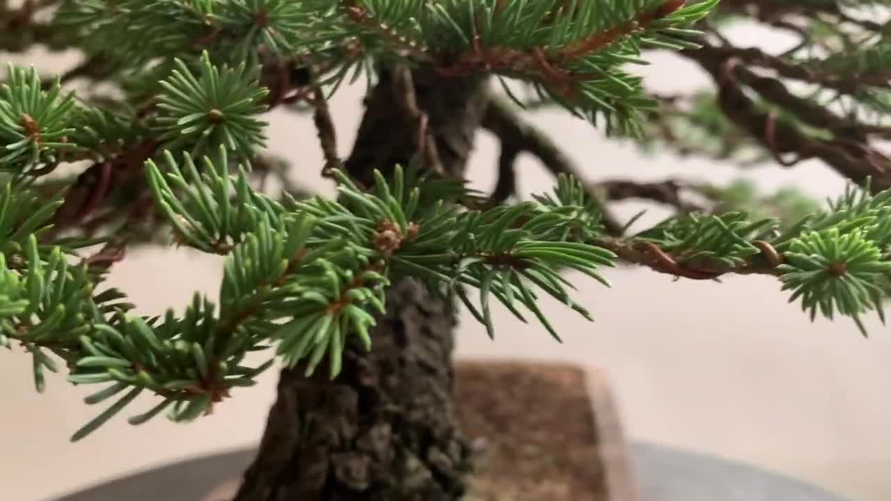 Christmas Bonsai tree