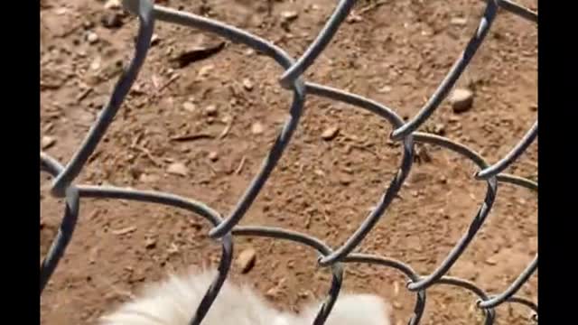 I wish I could comb this tiger's hair!