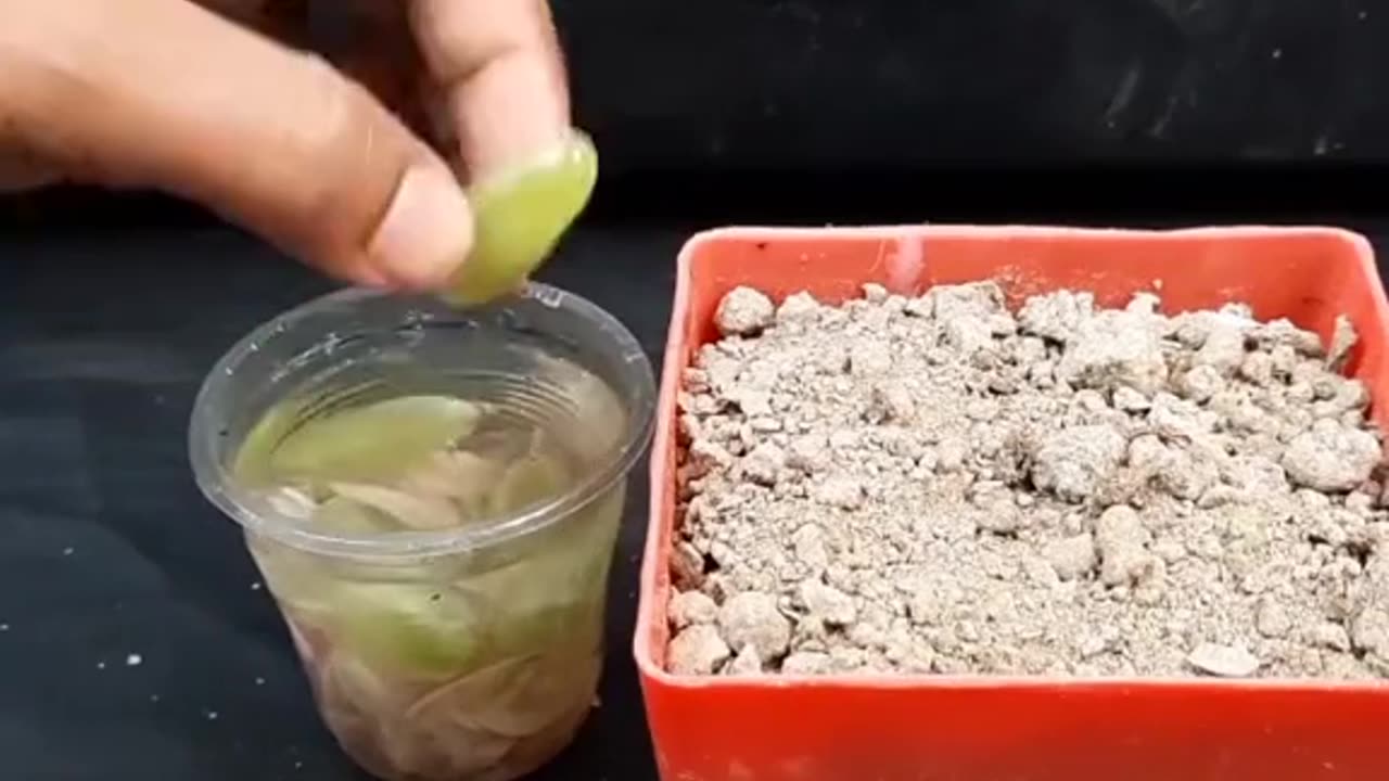 Simple method to grow Grapes