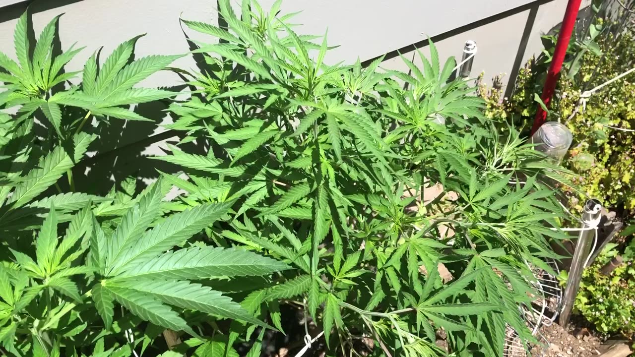 Cannabis Garden Update June