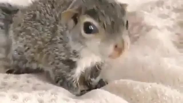 Cute little squirrel