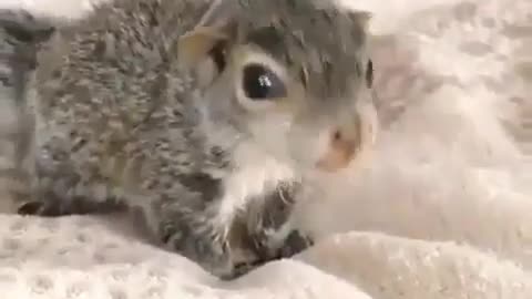 Cute little squirrel