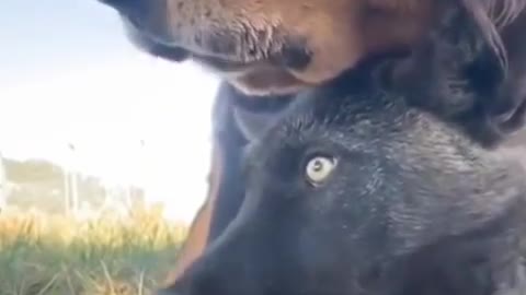 Most expensive dog on Earth 1.6 million
