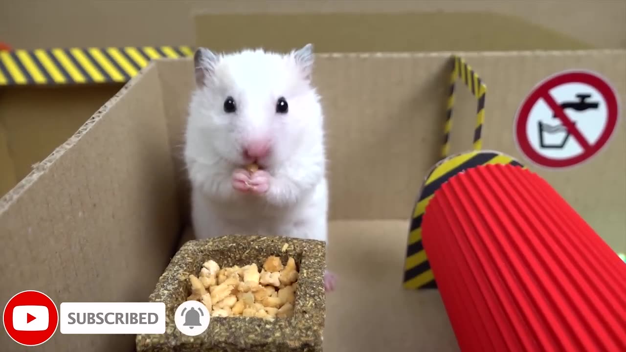 🐹-hamster-escapes-the-creative-maze-for-pets-in-real-life-🐹-in-hamster-stories