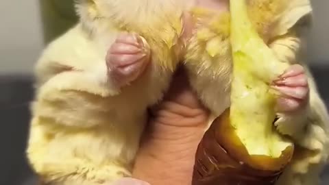 Sugar glider consume silkworm