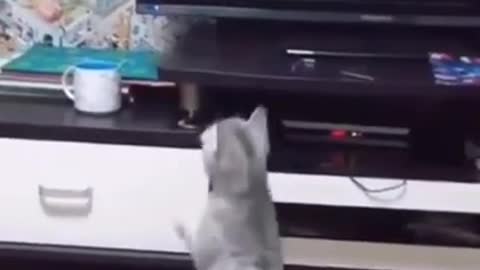 Cute 🐈cats & 🐶dogs funny moments 👆😂😂😂