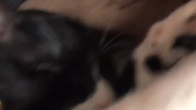 How your animal cuddles