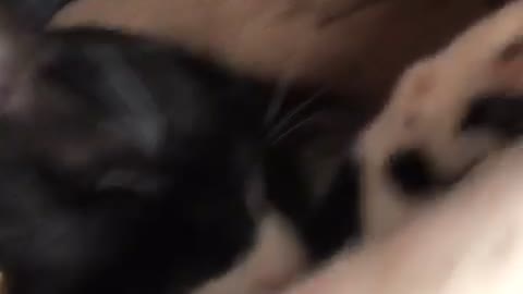 How your animal cuddles