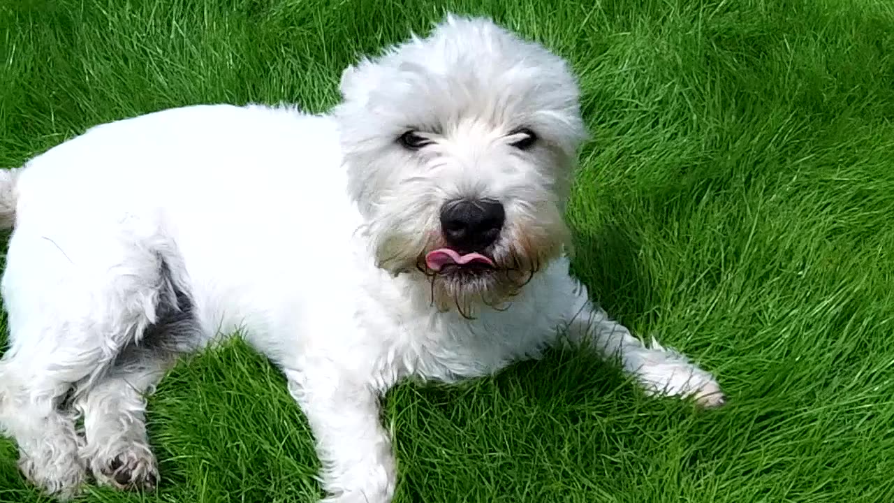 Doggie Diaries #34 - July 2013