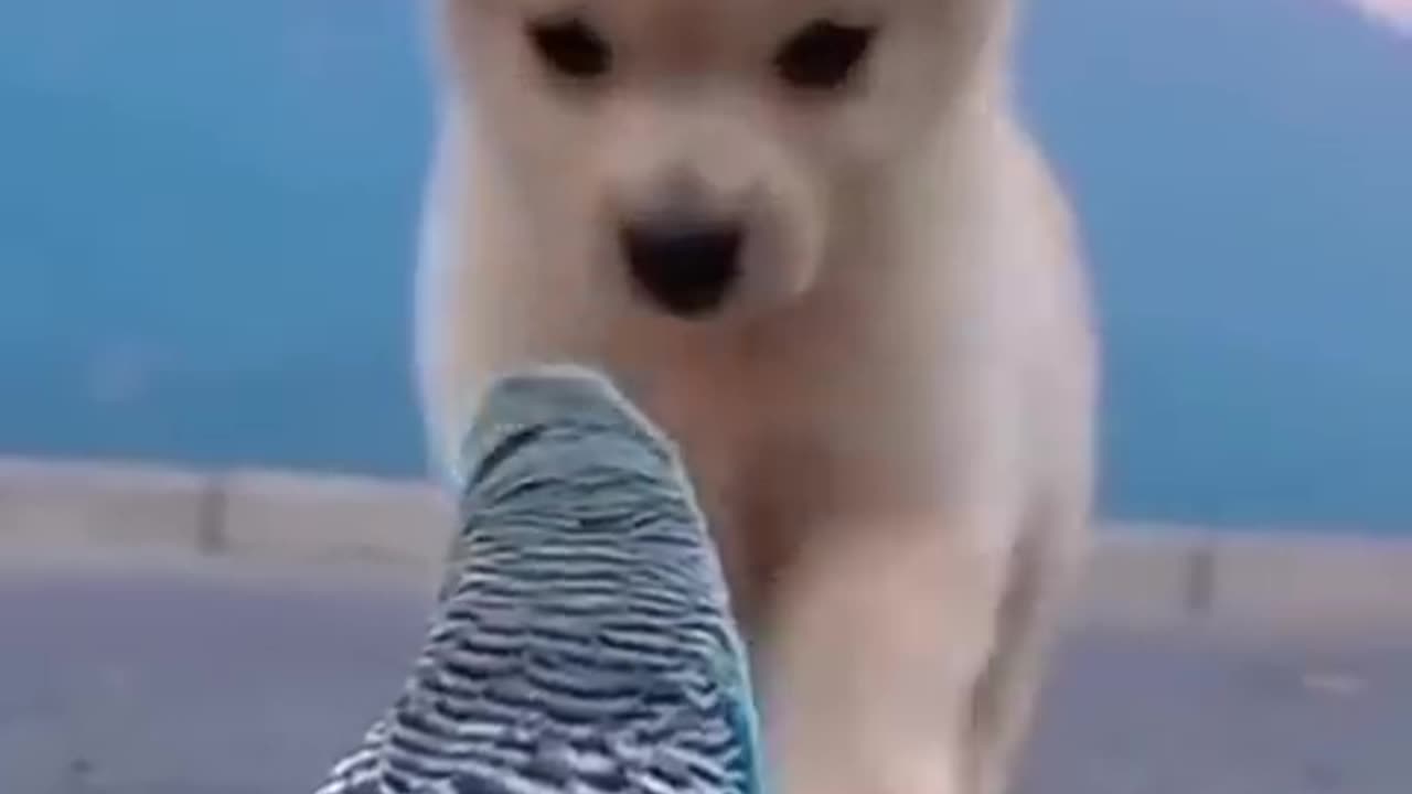 Cute animals