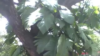 Devil's ivy plant on a tree in the sun at the science museum [Nature & Animals]