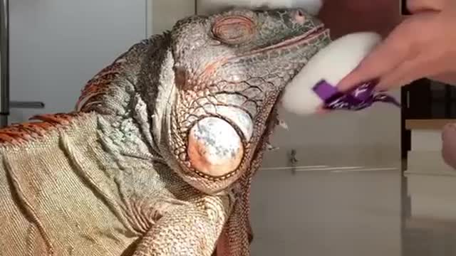 IGUANA - RELAXING VIDEO