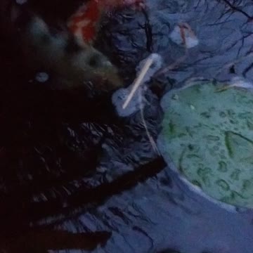 The Pond: Mission Accomplished