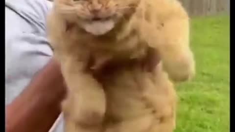 Funny Cats Being cats - Funny animals 😂