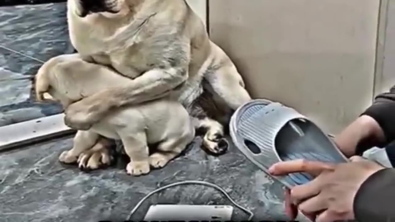 You CAN'T Handle this dog and her puppy's reaction