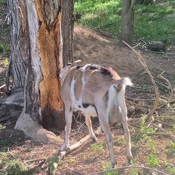 GOAT Destiny Eating Bark B 08.2022