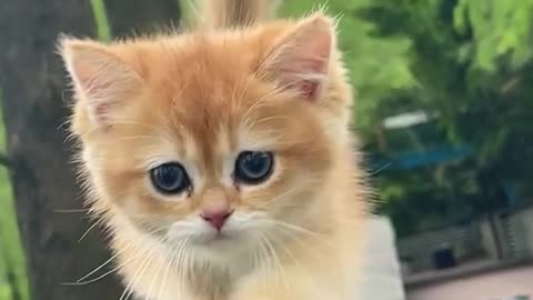 Cute Kitten Walking