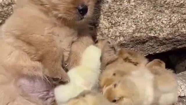 The dog is played with chicks♥️