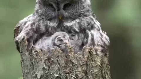 Owl bird