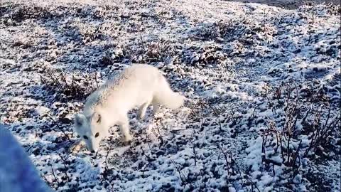 Arctic Fox Interaction | Alaskan Snow Puppies