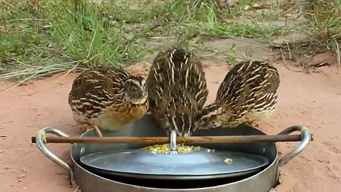 DIY Quail Trap #shorts #amazingtrap