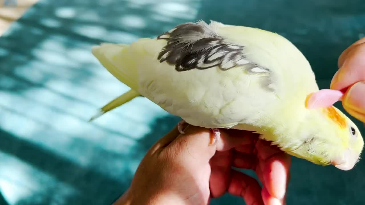 Cutest Moments of the Happy Cockatiel Lemon in 2022