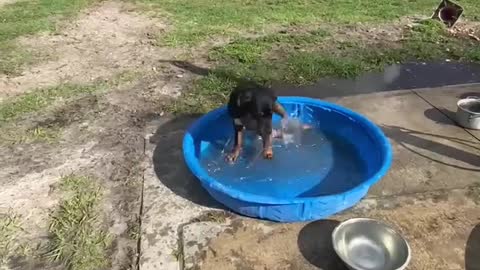 SPLISH SPLASH… PUPPY BATH!