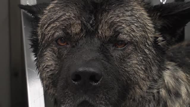 Killer American Akita has a love affair with the blow dryer- Our Pets 🐶