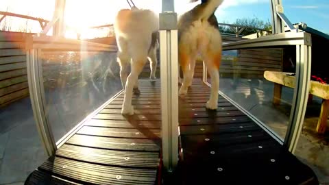 HF Mills Sleddog treadmill.