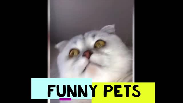 Funny Pets pt. 11