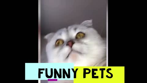 Funny Pets pt. 11