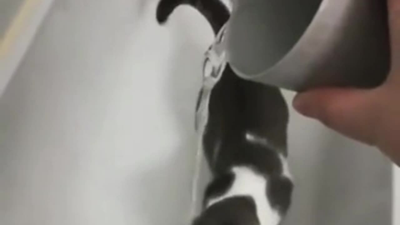 How to get your cat used to water