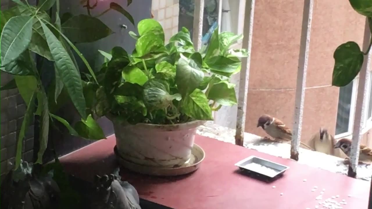 House sparrows balcony party