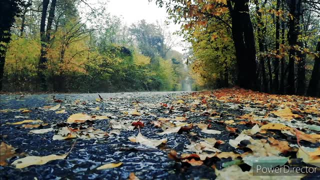 RELAXING NATURE AND RAIN SOUNDS