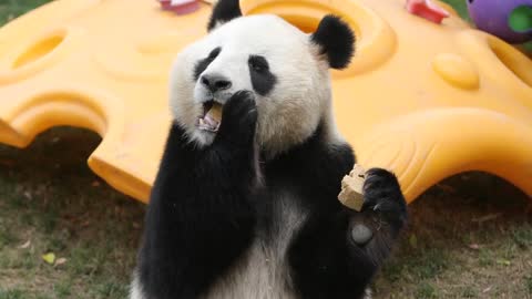 What did you have for breakfast this morning # Panda