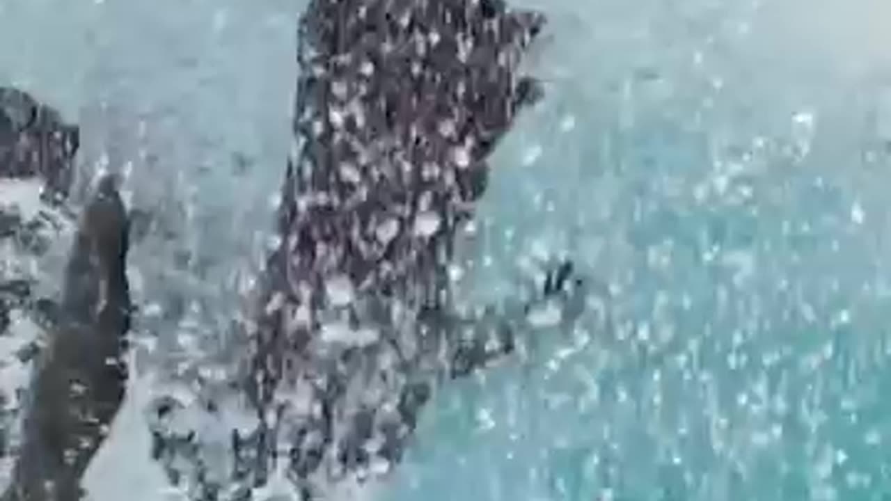 Tiger sharks Attacks on Albatross chicks
