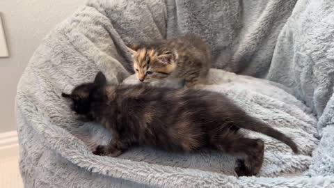 Mama Cat Reunited with Kittens After Weeks Apart