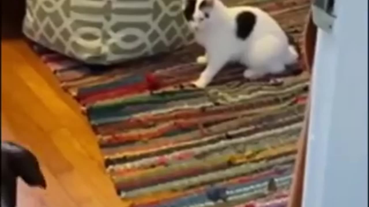funny animals #shorts