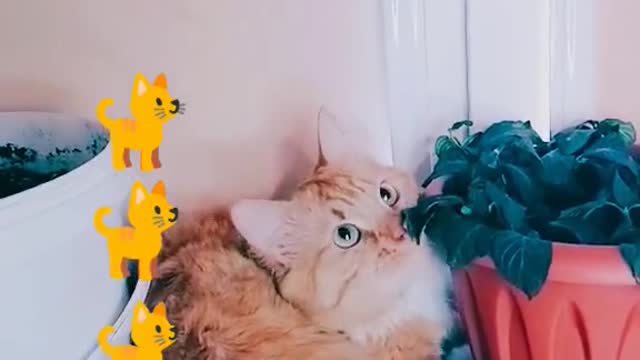 The Internet's Funniest Cat Video is Here