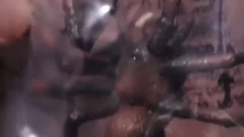 Creepy Year Round Figurines 4 Halloween Setup From Harry Potter Christmas Advent Calendar #schleich