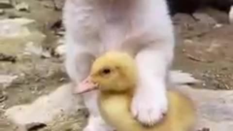 Puppy and duck friendship 😘