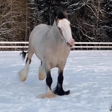 Gypsy cob stallion
