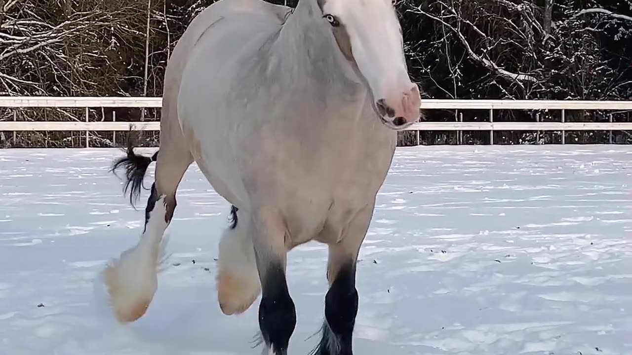 Gypsy cob stallion